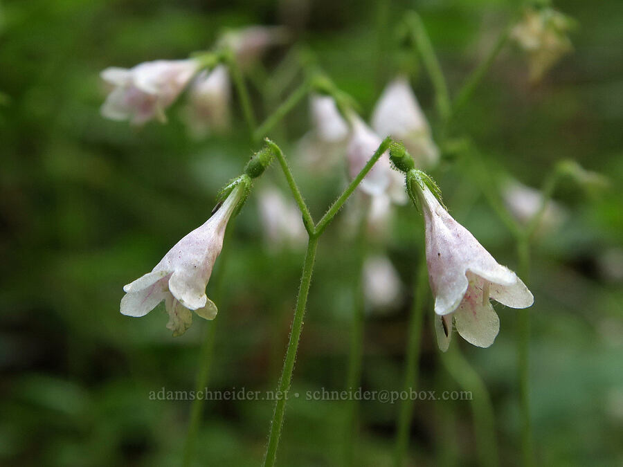 twinflowers (Linnaea borealis) [Cathedral Pass Trail, Alpine Lakes Wilderness, Kittitas County, Washington]