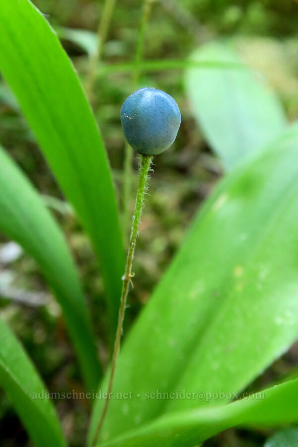 bead lily fruit (Clintonia uniflora) [Cathedral Pass Trail, Alpine Lakes Wilderness, Kittitas County, Washington]
