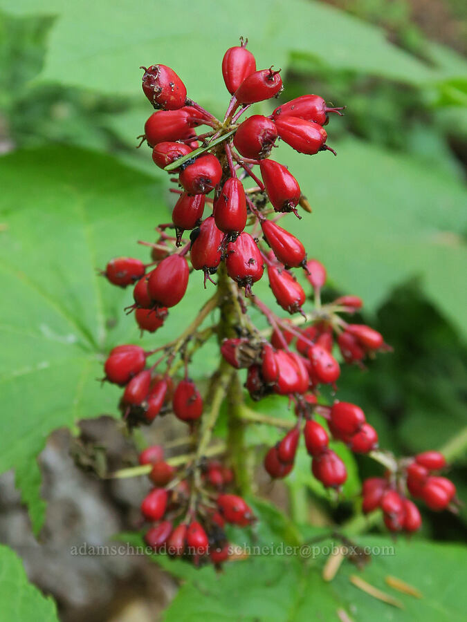 devil's club berries (Oplopanax horridus) [Cathedral Pass Trail, Alpine Lakes Wilderness, Kittitas County, Washington]