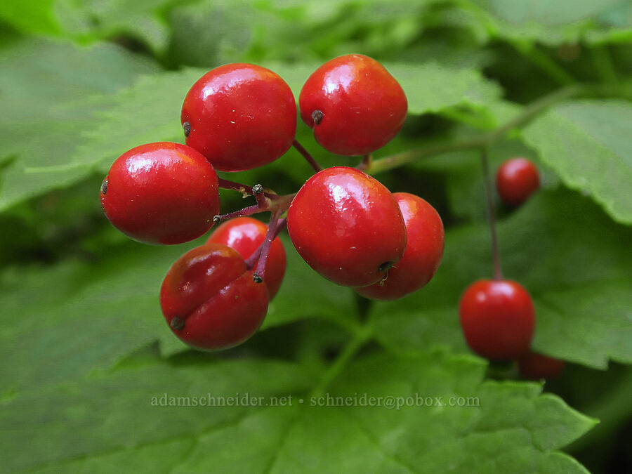 baneberries (Actaea rubra) [Cathedral Pass Trail, Alpine Lakes Wilderness, Kittitas County, Washington]