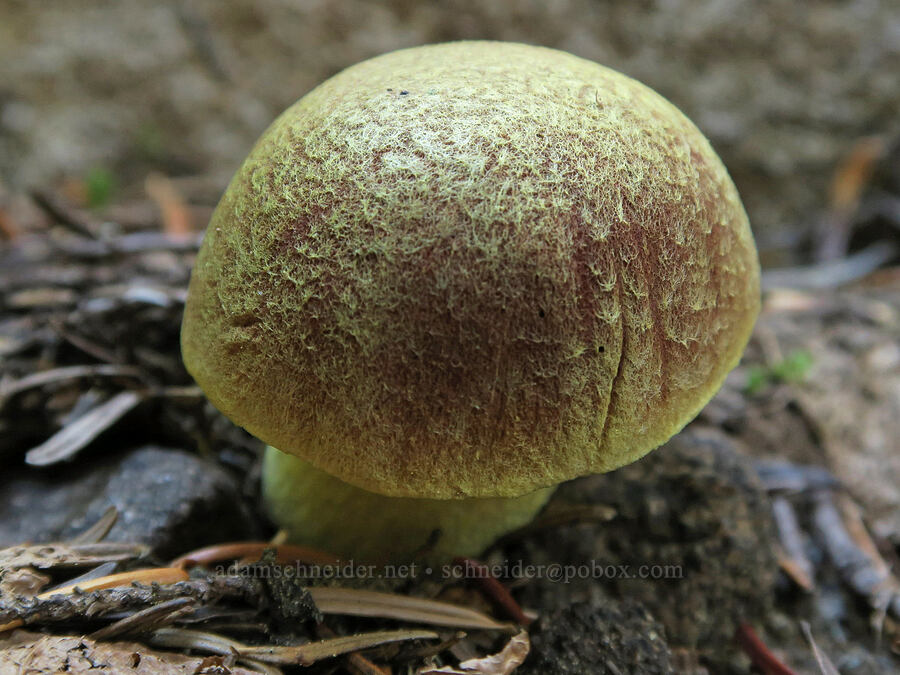 bolete mushroom [Cathedral Pass Trail, Alpine Lakes Wilderness, Kittitas County, Washington]