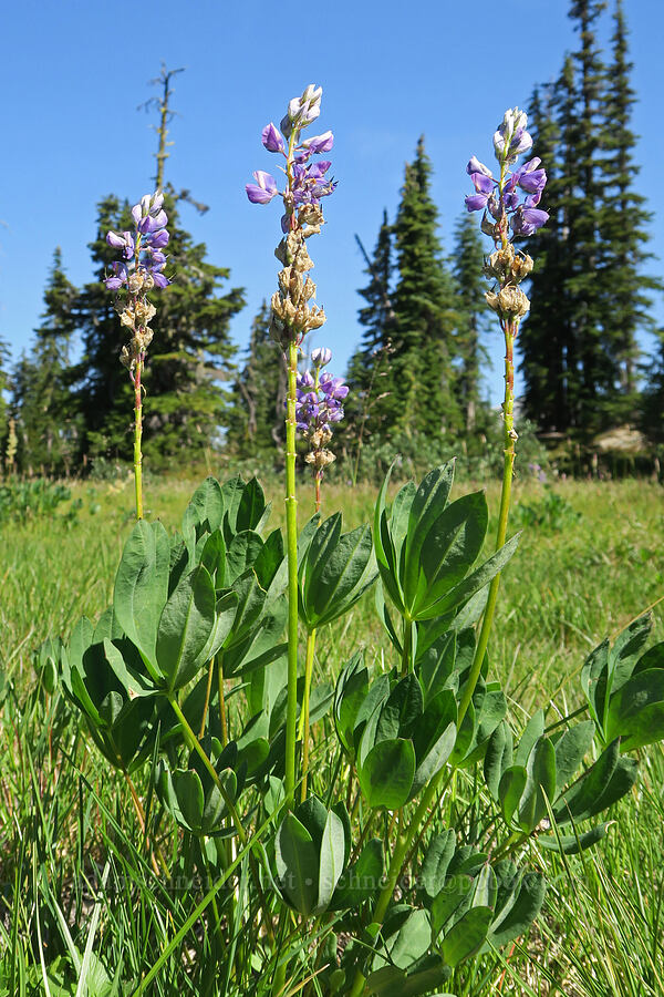 lupine (Lupinus latifolius) [Cathedral Pass Trail, Alpine Lakes Wilderness, Kittitas County, Washington]
