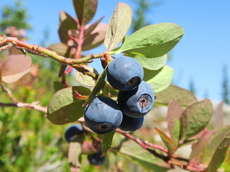 Cascades blueberries (Vaccinium deliciosum) [Deep Lake Ridge, Alpine Lakes Wilderness, Kittitas County, Washington]