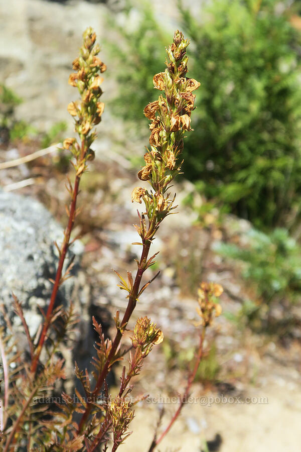 coiled-beak lousewort, fading (Pedicularis contorta) [Deep Lake Ridge, Alpine Lakes Wilderness, Kittitas County, Washington]