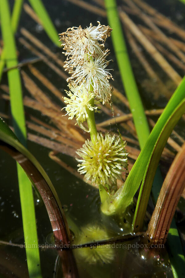 narrow-leaved bur-reed (Sparganium angustifolium) [Deep Lake Ridge, Alpine Lakes Wilderness, Kittitas County, Washington]