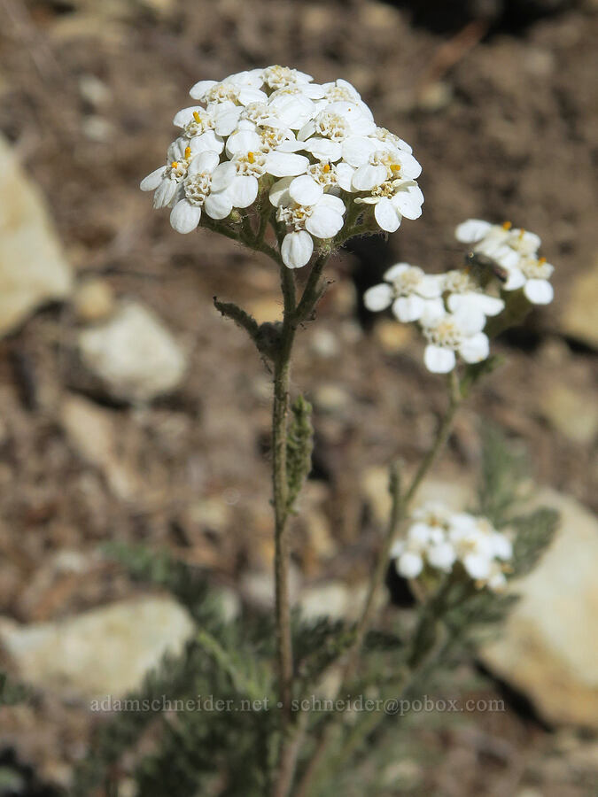 yarrow (Achillea millefolium) [Pacific Crest Trail, Alpine Lakes Wilderness, Kittitas County, Washington]