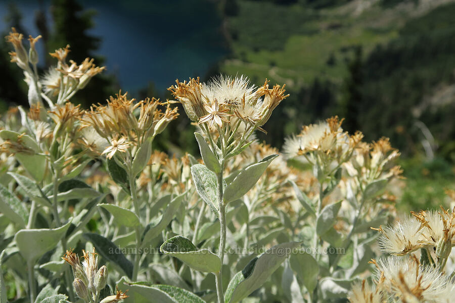 silver-back luina, gone to seed (Luina hypoleuca) [Peggy's Pond Trail, Alpine Lakes Wilderness, Kittitas County, Washington]