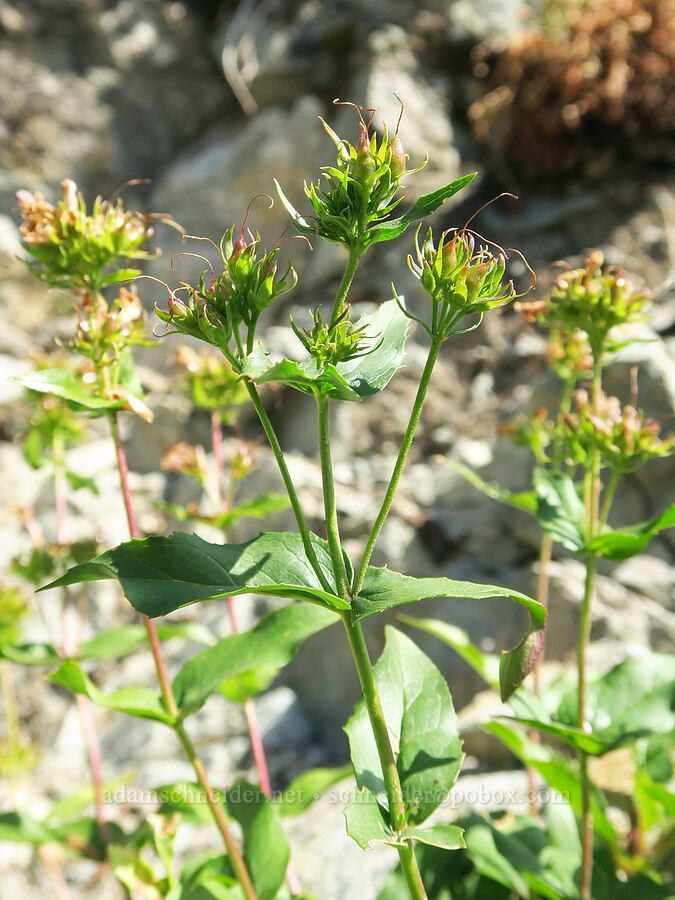 Cascade penstemon, going to seed (Penstemon serrulatus) [Peggy's Pond Trail, Alpine Lakes Wilderness, Kittitas County, Washington]