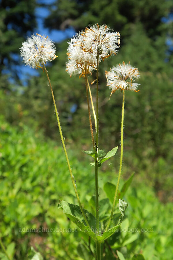 broad-leaf arnica, going to seed (Arnica latifolia) [Old Peggy's Pond Trail, Alpine Lakes Wilderness, Kittitas County, Washington]