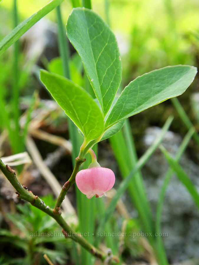 blueberry flower (Vaccinium deliciosum) [west of Cathedral Rock, Alpine Lakes Wilderness, Kittitas County, Washington]