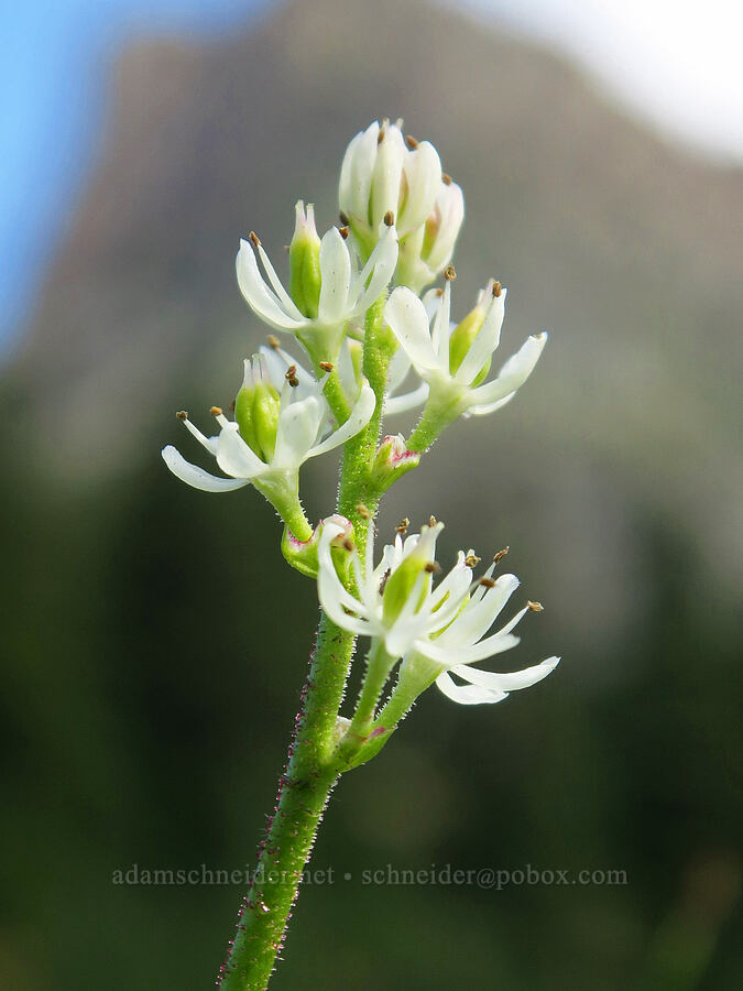 western false asphodel (Triantha occidentalis (Tofieldia glutinosa var. occidentalis)) [west of Cathedral Rock, Alpine Lakes Wilderness, Kittitas County, Washington]