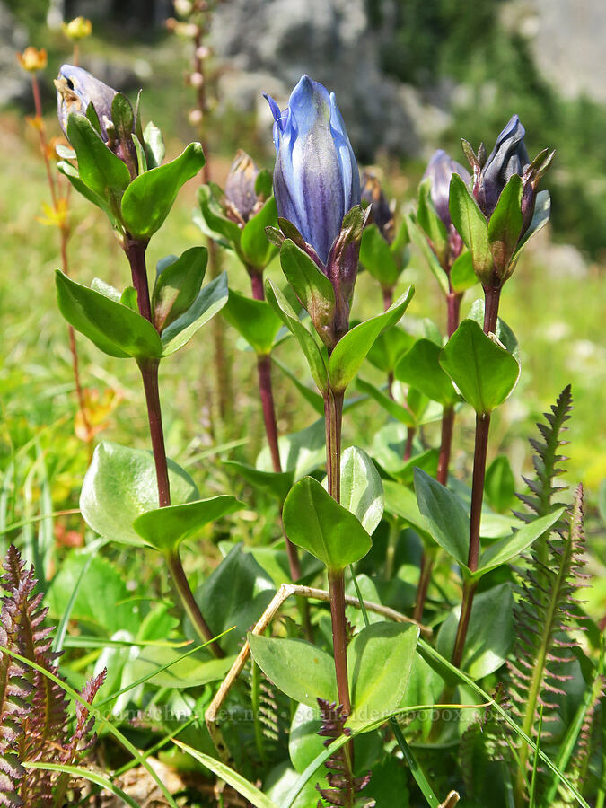 explorer's gentian (Gentiana calycosa) [west of Cathedral Rock, Alpine Lakes Wilderness, Kittitas County, Washington]