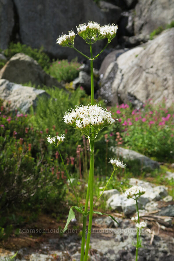 Sitka valerian (Valeriana sitchensis) [west of Cathedral Rock, Alpine Lakes Wilderness, Kittitas County, Washington]