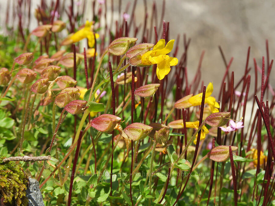monkeyflower & willow-herb (Erythranthe caespitosa (Mimulus caespitosus), Epilobium anagallidifolium (Epilobium alpinum)) [west of Cathedral Rock, Alpine Lakes Wilderness, Kittitas County, Washington]