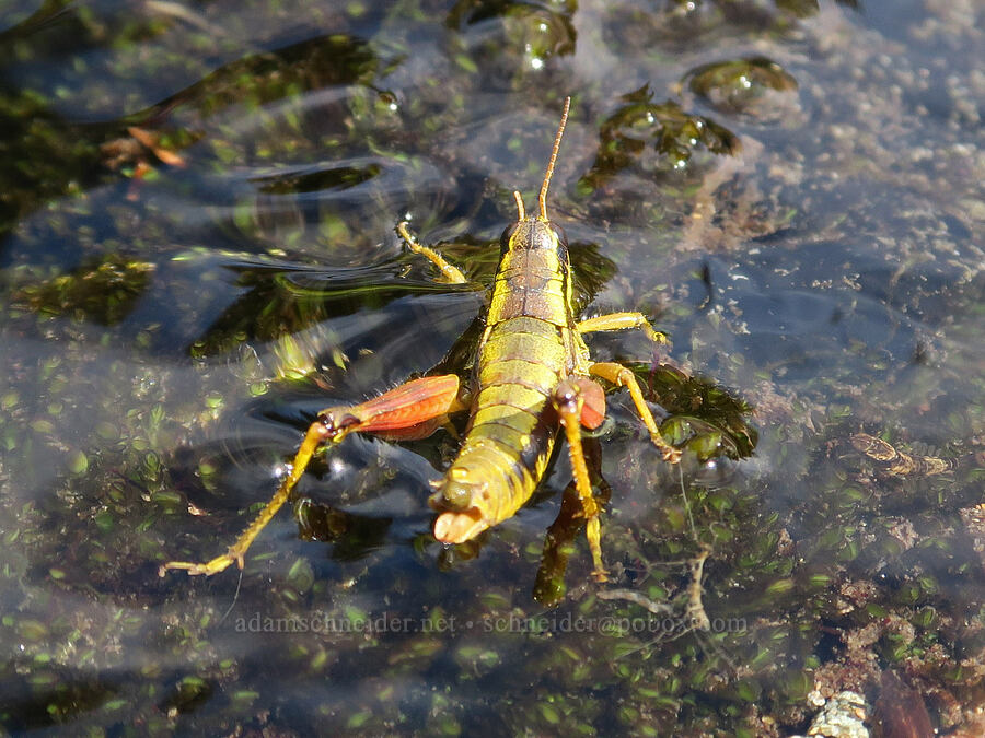 Cascade timberline grasshopper in/on a stream (Prumnacris rainierensis) [west of Cathedral Rock, Alpine Lakes Wilderness, Kittitas County, Washington]