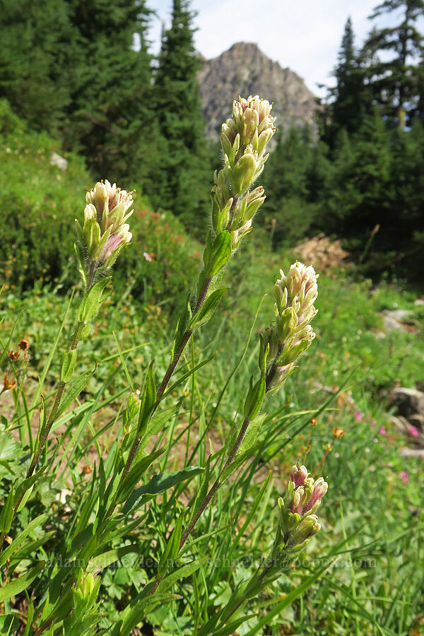 white paintbrush (Castilleja parviflora var. albida) [west of Cathedral Rock, Alpine Lakes Wilderness, Kittitas County, Washington]