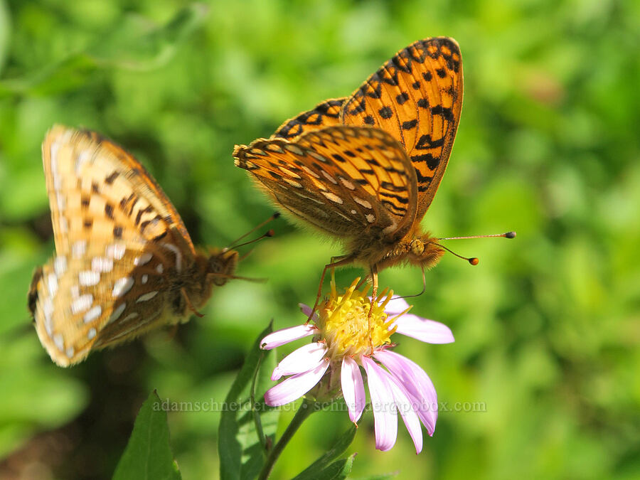 fritillary butterflies (Speyeria sp.) [west of Cathedral Rock, Alpine Lakes Wilderness, Kittitas County, Washington]