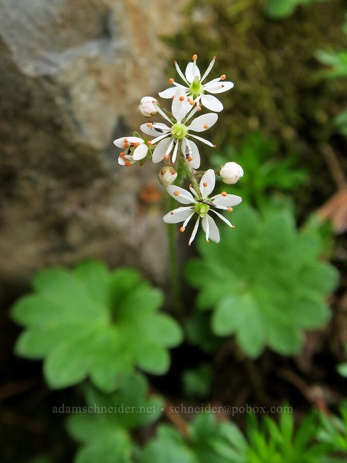 Nelson's saxifrage (Micranthes nelsoniana var. cascadensis (Saxifraga nelsoniana)) [west of Cathedral Rock, Alpine Lakes Wilderness, Kittitas County, Washington]