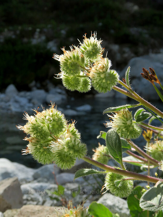 phacelia (Phacelia sp.) [west of Cathedral Rock, Alpine Lakes Wilderness, Kittitas County, Washington]
