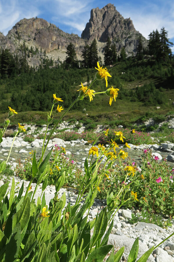 arnica (Arnica sp.) [west of Cathedral Rock, Alpine Lakes Wilderness, Kittitas County, Washington]