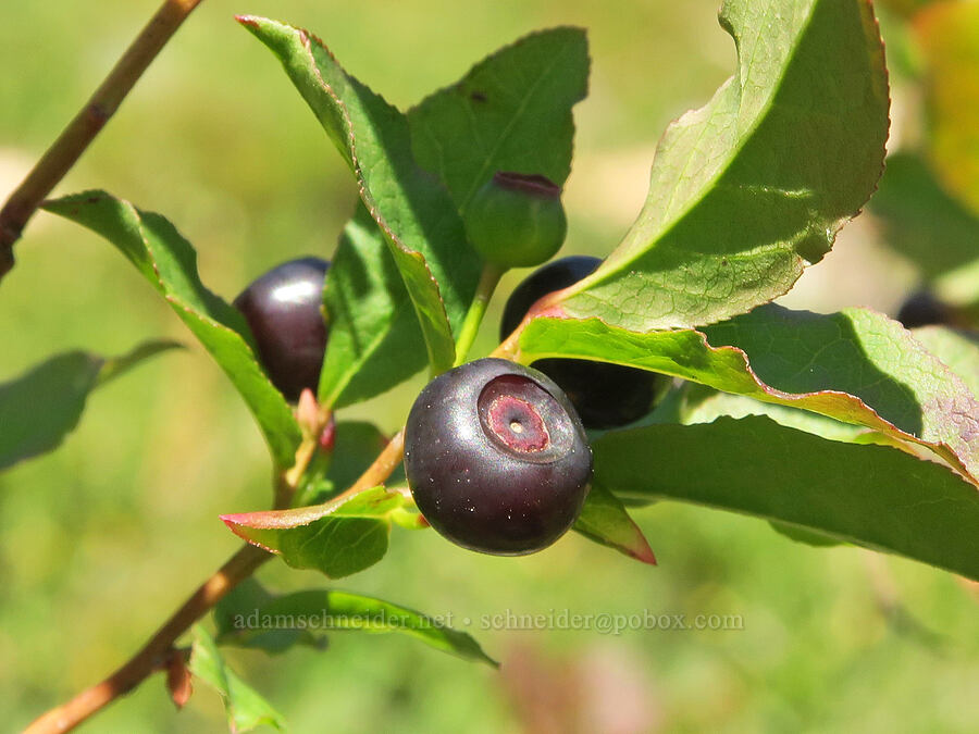 black huckleberries (Vaccinium membranaceum) [Peggy's Pond Trail, Alpine Lakes Wilderness, Kittitas County, Washington]