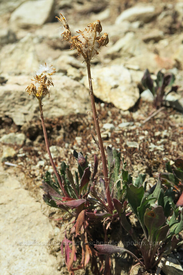 Rocky Mountain groundsel, gone to seed (Packera streptanthifolia (Senecio streptanthifolius)) [Peggy's Pond Trail, Alpine Lakes Wilderness, Kittitas County, Washington]