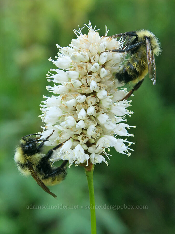 cuckoo bumblebees on bistort (Bombus insularis, Bistorta bistortoides (Polygonum bistortoides)) [Cathedral Pass Trail, Alpine Lakes Wilderness, Kittitas County, Washington]