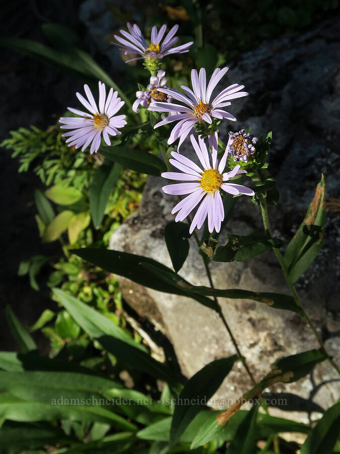 western mountain asters (Symphyotrichum spathulatum (Aster occidentalis)) [Cathedral Pass Trail, Alpine Lakes Wilderness, Kittitas County, Washington]