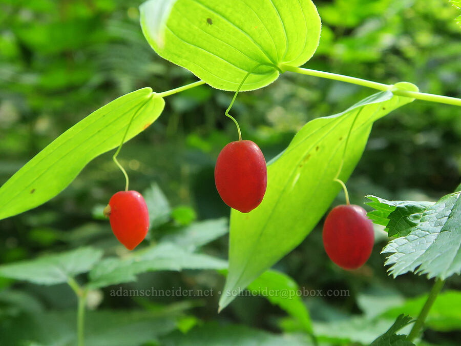 twisted-stalk berries (Streptopus amplexifolius) [Snoqualmie Mountain/Guye Peak Trail, Mt. Baker-Snoqualmie National Forest, King County, Washington]