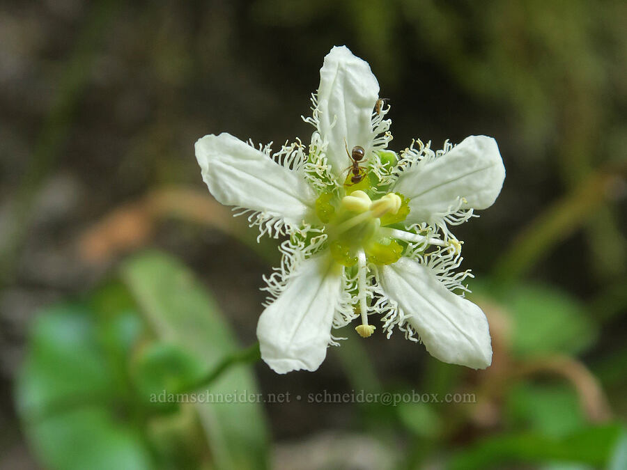 fringed grass-of-Parnassus (Parnassia fimbriata) [Snoqualmie Mountain/Guye Peak Trail, Mt. Baker-Snoqualmie National Forest, King County, Washington]