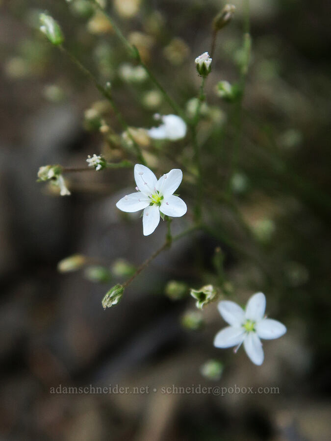 boreal sandwort (Minuartia rubella (Arenaria rubella) (Sabulina rubella)) [Guye Peak Trail, Mt. Baker-Snoqualmie National Forest, King County, Washington]