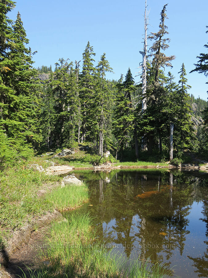 murky tarn [Guye Peak Trail, Alpine Lakes Wilderness, King County, Washington]