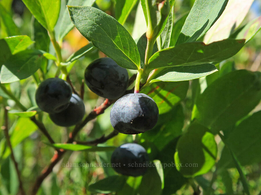 Cascades blueberries (Vaccinium deliciosum) [Guye Peak Trail, Alpine Lakes Wilderness, King County, Washington]