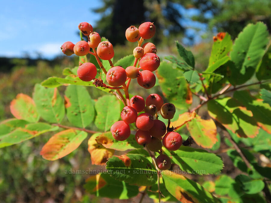 Sitka mountain-ash berries (Sorbus sitchensis) [Guye Peak Trail, Alpine Lakes Wilderness, King County, Washington]