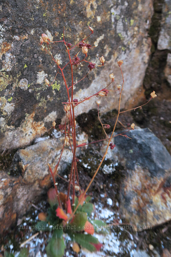 rusty saxifrage, going to seed (Micranthes ferruginea (Saxifraga ferruginea)) [middle summit of Guye Peak, Alpine Lakes Wilderness, King County, Washington]