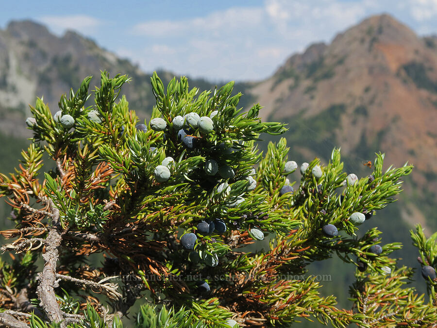 juniper berries (Juniperus communis) [Guye Peak, Alpine Lakes Wilderness, King County, Washington]