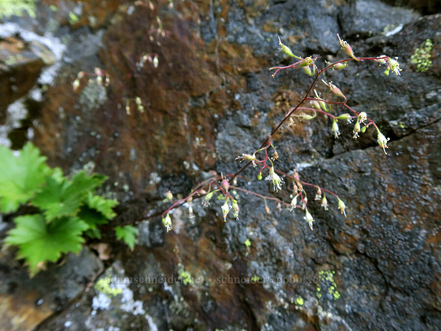 alpine alumroot (Heuchera glabra) [Guye Peak, Alpine Lakes Wilderness, King County, Washington]