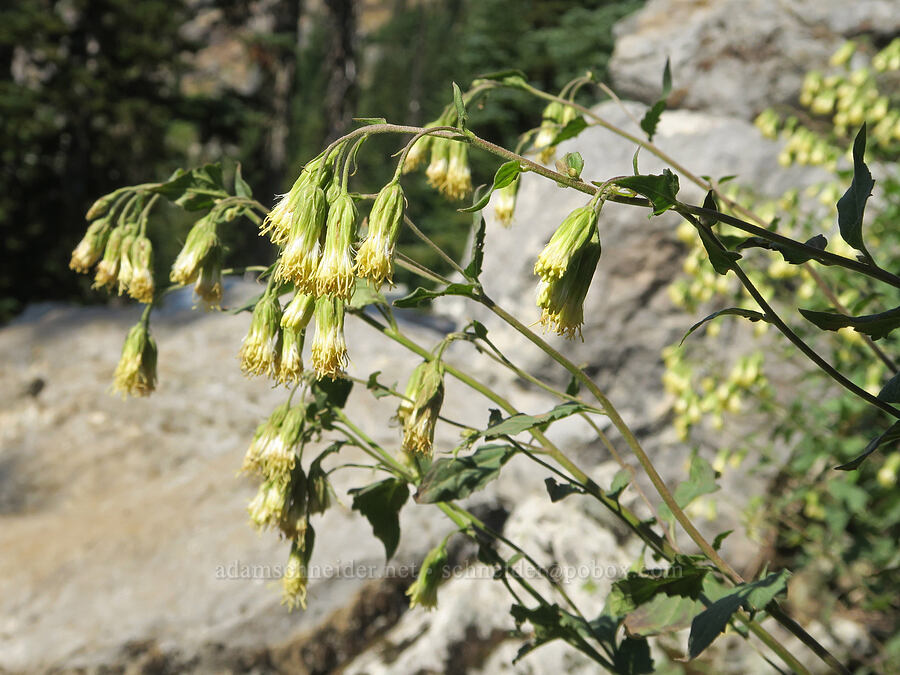 tassel-flower brickellbush (Brickellia grandiflora) [Guye Peak Trail, Alpine Lakes Wilderness, King County, Washington]