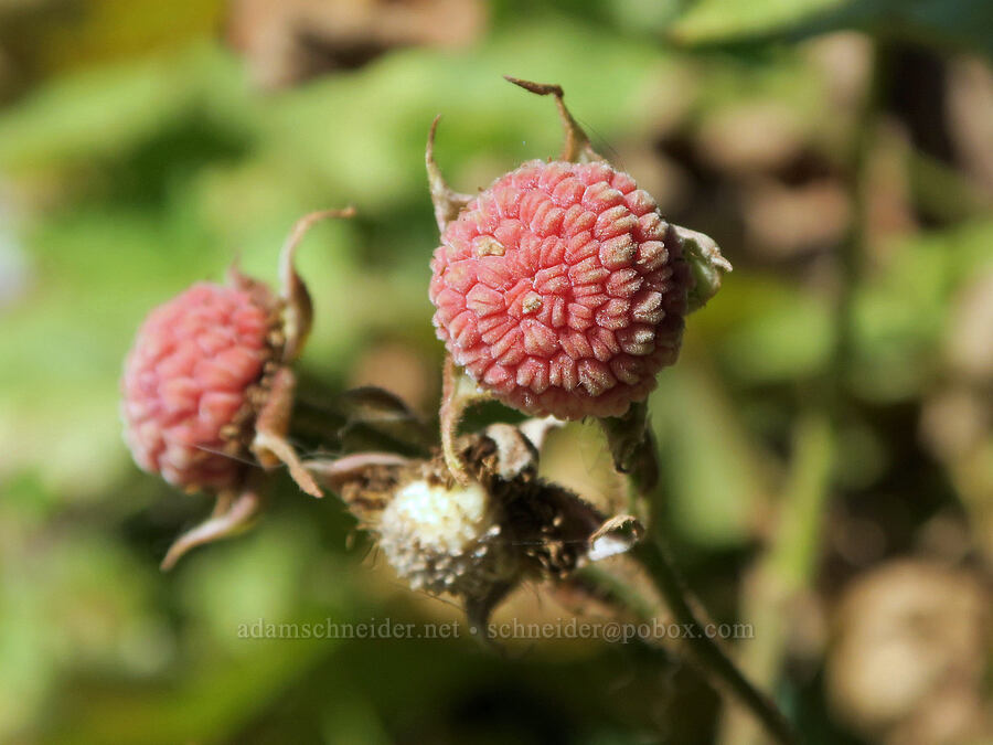 unripe thimbleberries (Rubus parviflorus (Rubus nutkanus)) [Snoqualmie Mountain/Guye Peak Trail, Mt. Baker-Snoqualmie National Forest, King County, Washington]