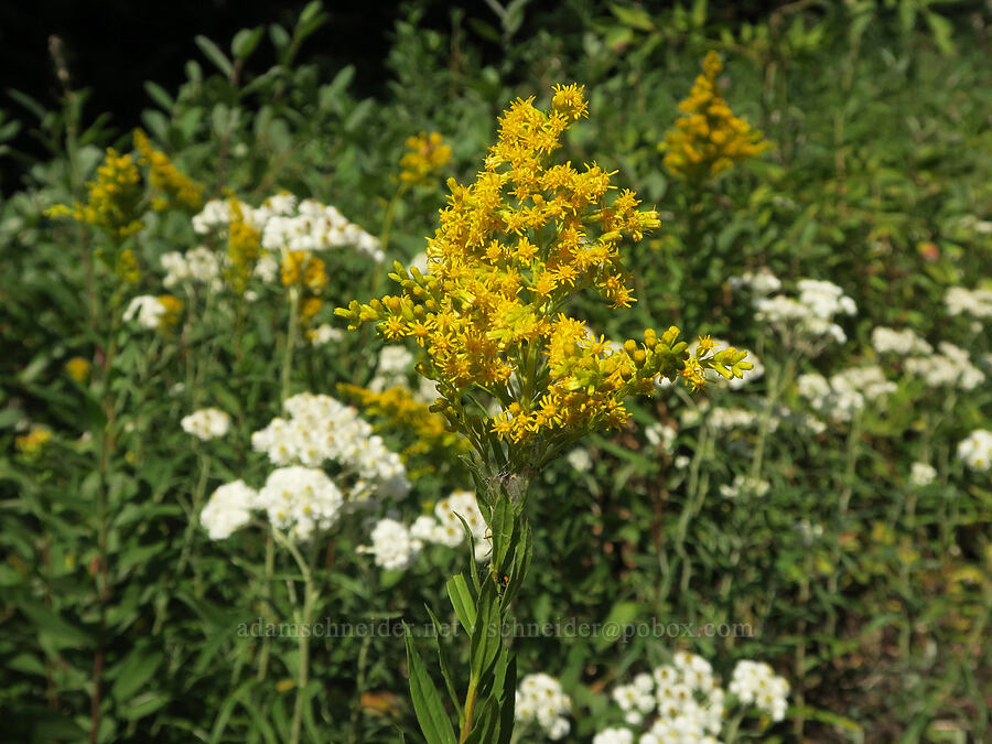 goldenrod & pearly everlasting (Solidago sp., Anaphalis margaritacea) [Snoqualmie Mountain/Guye Peak Trail, Mt. Baker-Snoqualmie National Forest, King County, Washington]