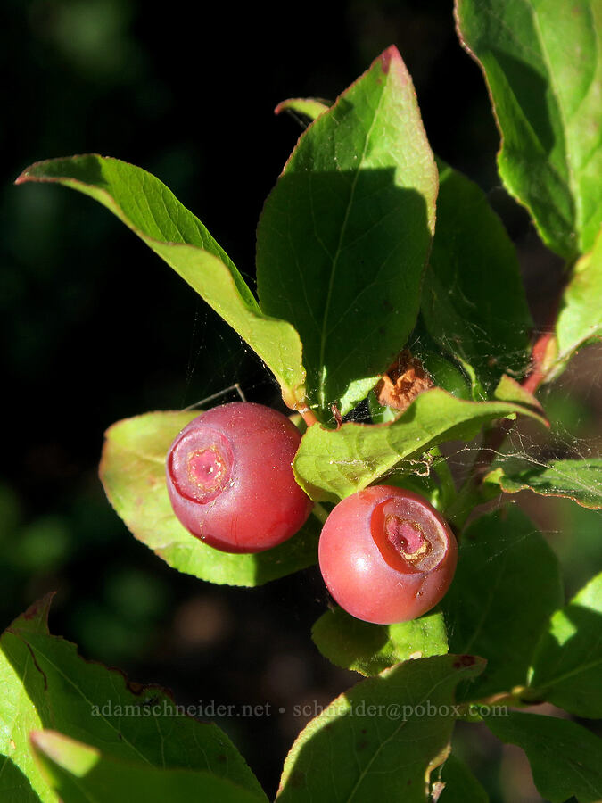 unripe huckleberries (Vaccinium membranaceum) [Timberline Trail, Mt. Hood Wilderness, Hood River County, Oregon]