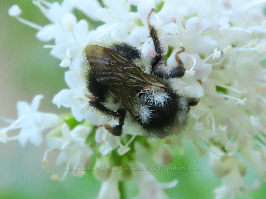 bumblebee on Sitka valerian (Bombus sp., Valeriana sitchensis) [McNeil Point Scramble Trail, Mt. Hood Wilderness, Hood River County, Oregon]