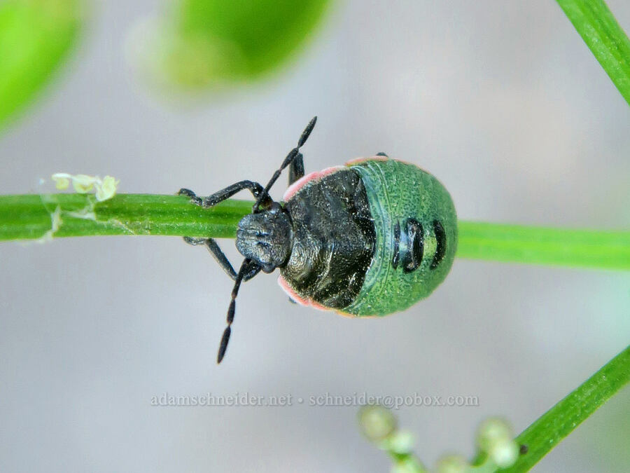 stink bug nymph on Cascade desert parsley (Chlorochroa sp., Lomatium martindalei) [McNeil Point Scramble Trail, Mt. Hood Wilderness, Clackamas County, Oregon]