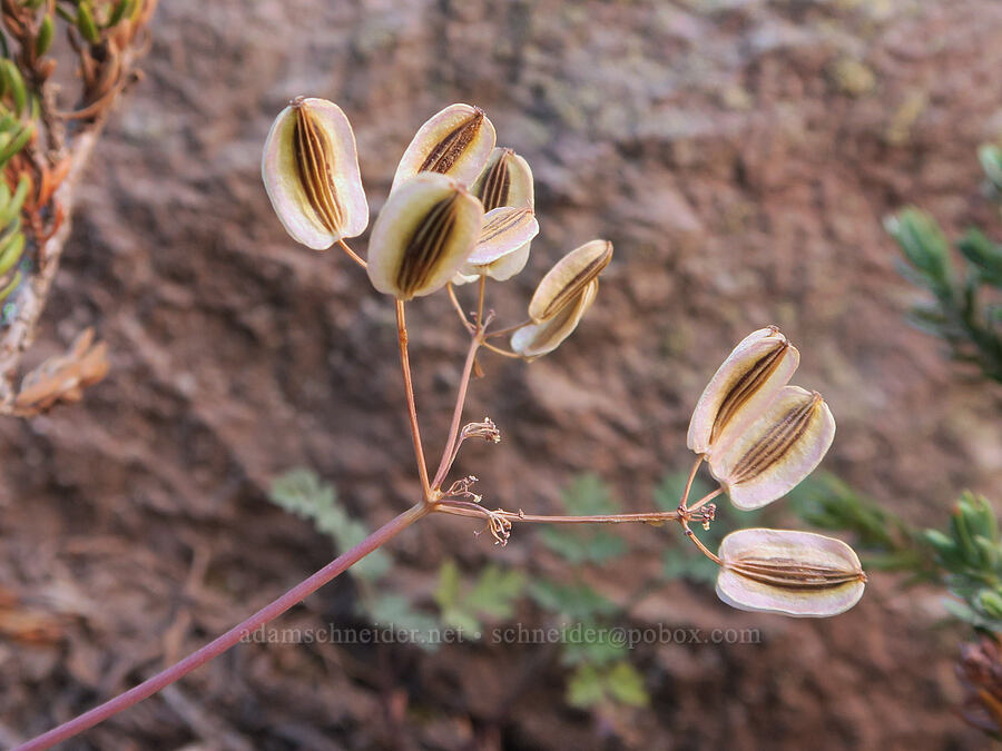 Cascade desert parsley, gone to seed (Lomatium martindalei) [McNeil Point Scramble Trail, Mt. Hood Wilderness, Clackamas County, Oregon]