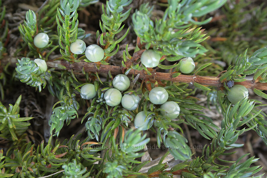 juniper berries (Juniperus communis) [McNeil Point Scramble Trail, Mt. Hood Wilderness, Clackamas County, Oregon]