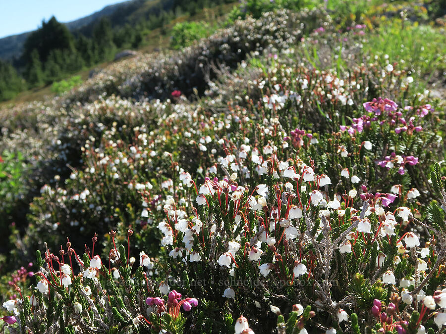white mountain heather (Cassiope mertensiana) [McNeil Point, Mt. Hood Wilderness, Hood River County, Oregon]
