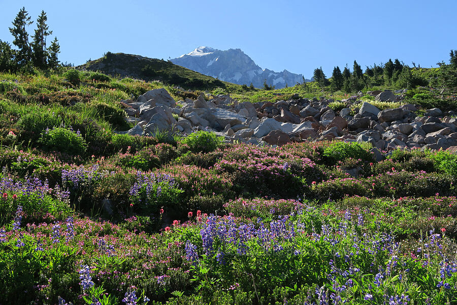 subalpine wildflowers (Lupinus latifolius, Castilleja parviflora var. oreopola, Phyllodoce empetriformis) [above McNeil Point, Mt. Hood Wilderness, Hood River County, Oregon]