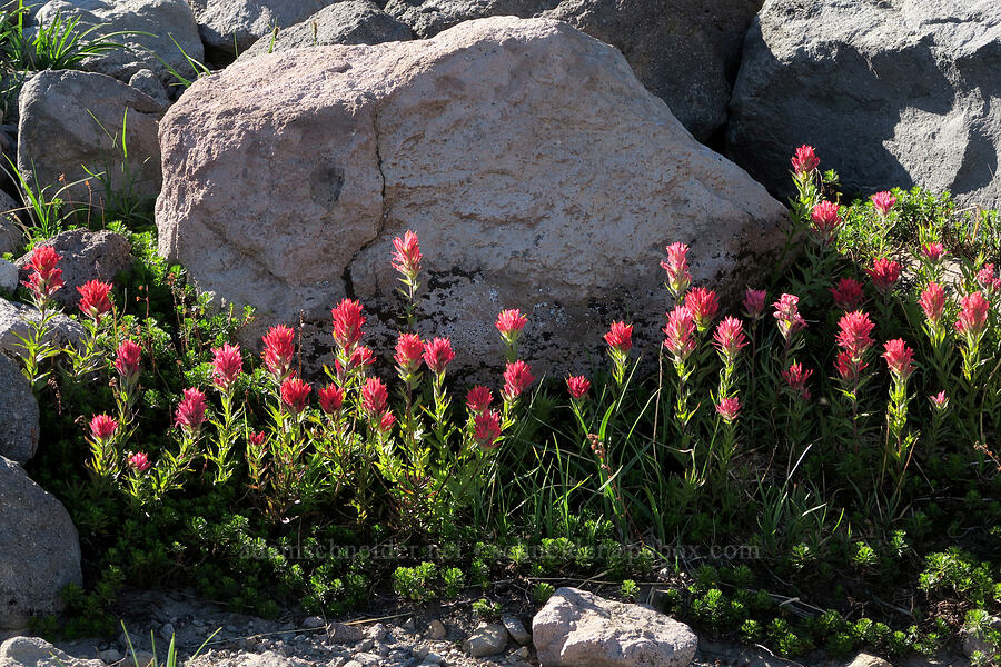 magenta paintbrush (Castilleja parviflora var. oreopola) [above McNeil Point, Mt. Hood Wilderness, Hood River County, Oregon]