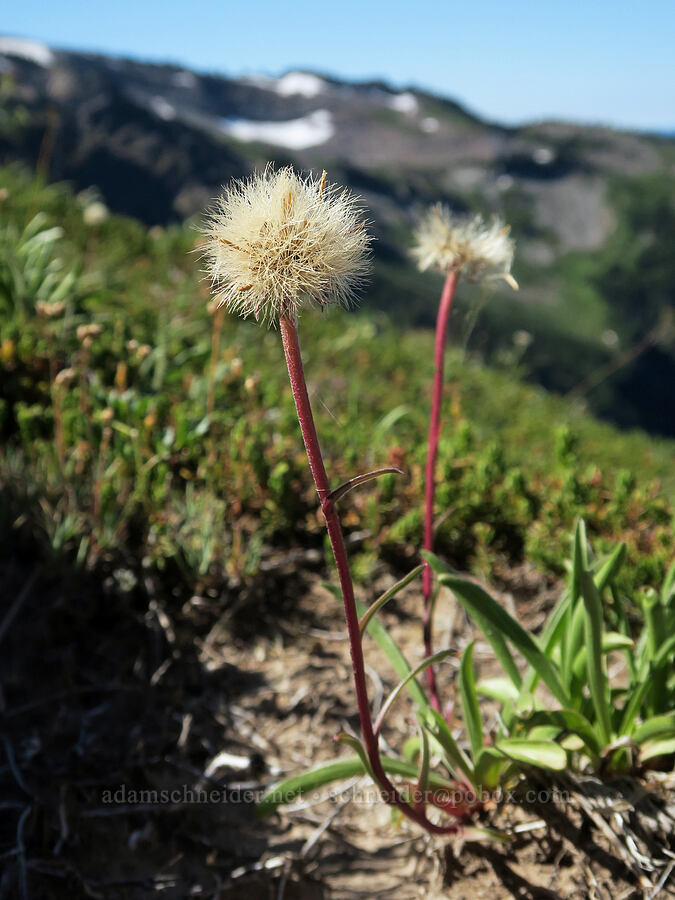 tundra aster, gone to seed (Oreostemma alpigenum var. alpigenum (Aster alpigenus)) [above McNeil Point, Mt. Hood Wilderness, Hood River County, Oregon]