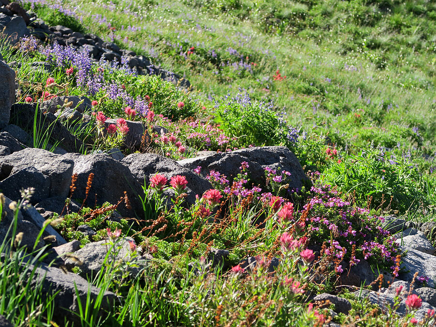 subalpine wildflowers (Castilleja parviflora var. oreopola, Phyllodoce empetriformis, Lupinus latifolius, Luetkea pectinata) [above McNeil Point, Mt. Hood Wilderness, Clackamas County, Oregon]